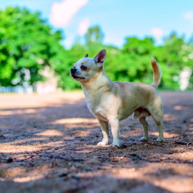 Chihuahua bahçede oynuyor.