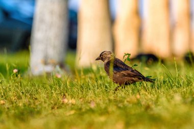 Bir karga çimenlerde yürür.