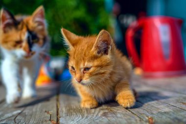 kedi ve kızıl kedi.