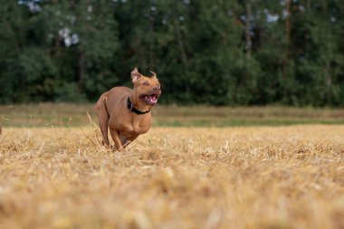 Yakışıklı Amerikan Pitbull Terrier biçilmiş alanda hızlı koşar..