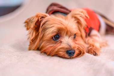 Yorkshire Teriyerinin Portresi