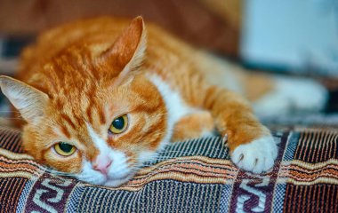 Üzgün kırmızı kedi kanepede dinleniyor.