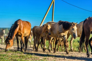 Çiftlikteki at sürüsü gider.