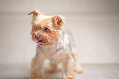 Yorkshire Teriyer portresi stüdyoda. Fotoğraflı yakın plan..