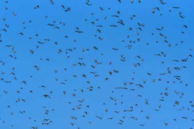 Gökyüzüne karşı bir kuş sürüsü