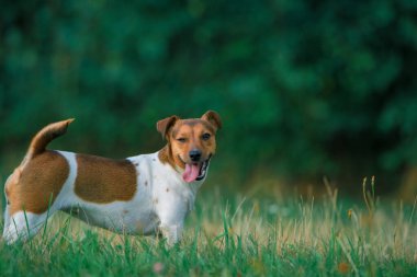 Akşamları parkta turuncu elbiseli Jack Russell Terrier. Yakından çekilmiş..