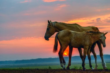 Atlar şafakta otlar.