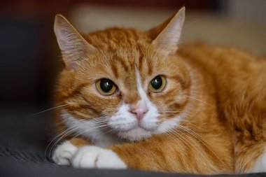 Evcil bir kedinin portresi