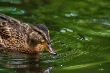 Vahşi ördekler akşamları gölette yüzerler..