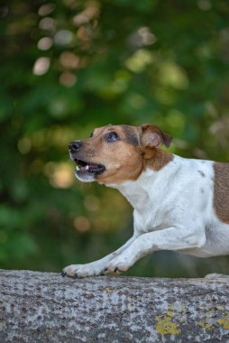 Ormandaki yalancı bir ağacın üzerinde duran Jack Russell Terrier 'in portresi. Yakından çekilmiş..