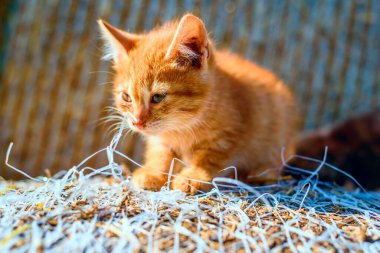 Kırmızı kedi pipetle oynar