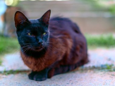 Pis kara gezgin kedi