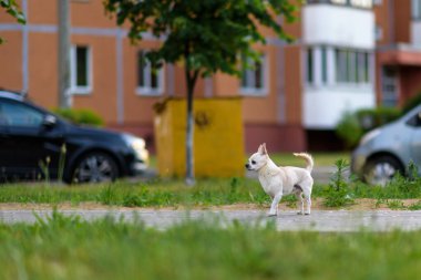 Dışarıdaki Chihuahua 'nın portresi..