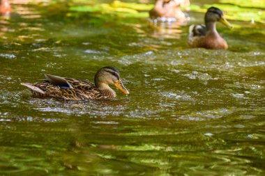 Ördekler gölette yüzer.
