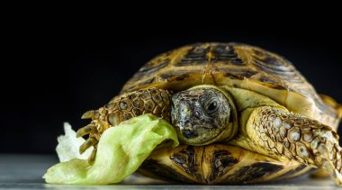 Kaplumbağa yiyen lahana portresi