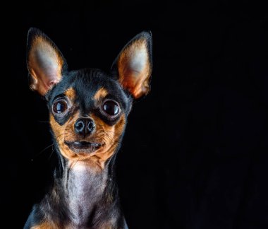 Siyah arka planda küçük bir köpek..