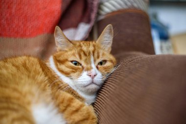 Kırmızı ev yapımı kedi kanepede dinleniyor.