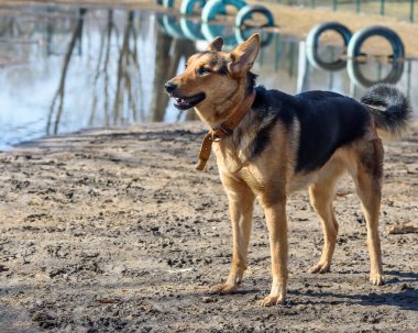 Shepherd yerde yatıyor.
