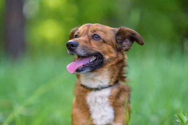 Ormandaki bir köpeğin portresi. Yüksek otların arasında..