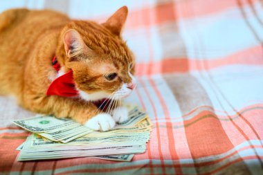 Ev yapımı kırmızı kedi Amerikan doları yığını üzerinde yatıyor..