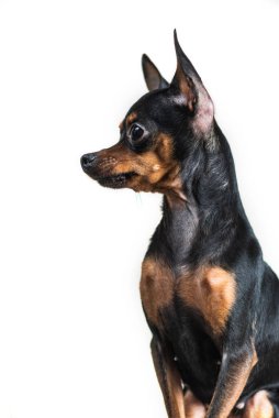 Beyaz arka planda izole edilmiş küçük bir köpeğin portresi.