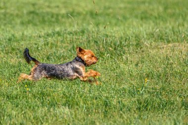 Yorkshire Teriyeri Çimlerin üzerinde Çalışıyor