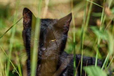 Otların arasında başıboş bir kara kedi