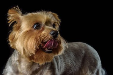 Karanlık bir arka planda Yorkshire Teriyerinin portresi