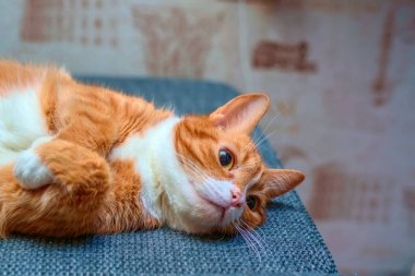 Kanepede dinlenen büyük gözlü ev kırmızı kedisi.