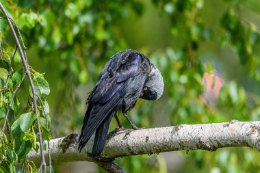 Karga tüyleri temizler. Bir dalda duruyor..