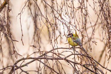 Tit is sitting among the wet branches of a tree.