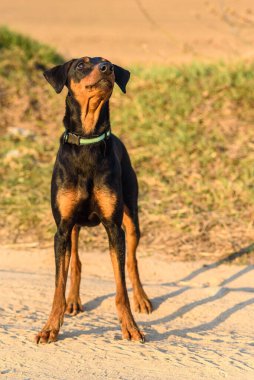 Bir Alman Pinscher portresi..