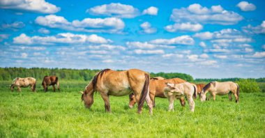 Bir at sürüsü, mavi gökyüzünün ve güzel bulutların altında, yaz otlaklarında otlar..