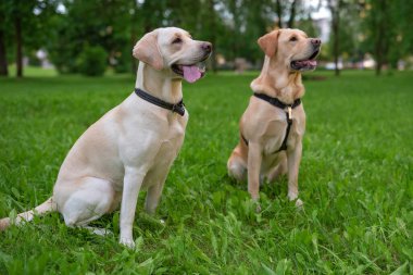 Parktaki çimlerin üzerinde iki sarı labrador oturuyor..