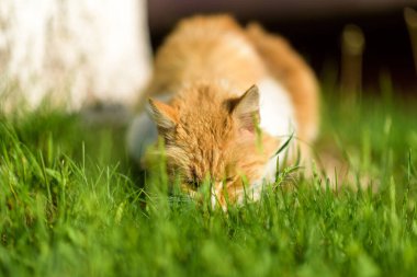 Kırmızı sokak kedisi yazın çimlerin üzerinde bir ağacın altında dinleniyor..