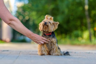 Güneşli bir günde Yorkshire Teriyerinin portresi.