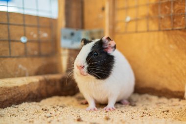 Tahta kafeste kobay faresi. Fotoğraflı yakın plan..