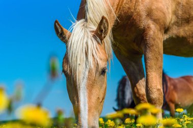 Atlar karahindiba tarlasında otluyor.