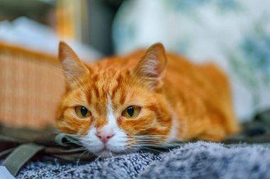 Kırmızı ev yapımı kedi kanepede dinleniyor.