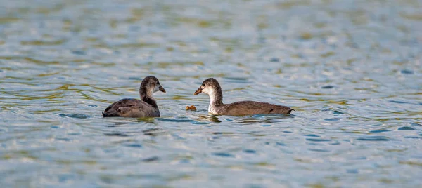 Une Paire Canards Nagent Dans Étang Été — Photo