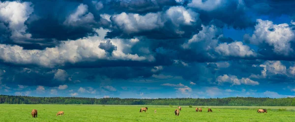 Poli Pasou Koně Fotografováno Proti Obloze Mrakům — Stock fotografie
