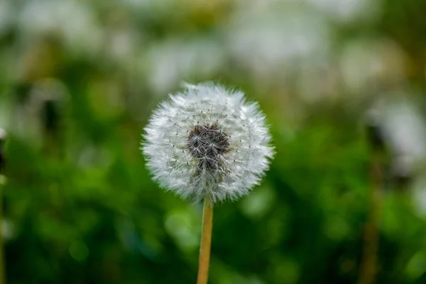 Dandelion Closeup Difoto Musim Panas Lapangan — Stok Foto