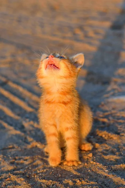 Pequeno Gatinho Vermelho Come Uma Salsicha — Fotografia de Stock