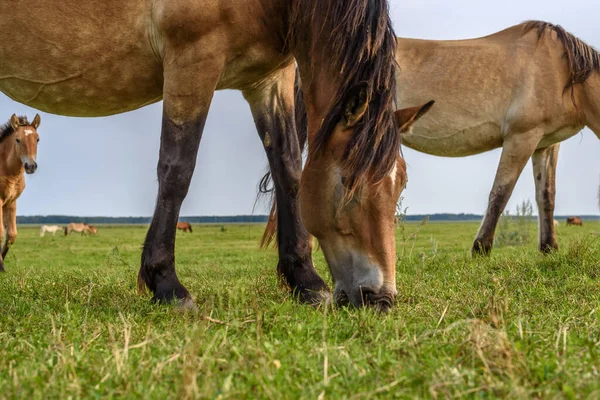 Een Paar Paarden Grazen Het Weiland — Stockfoto