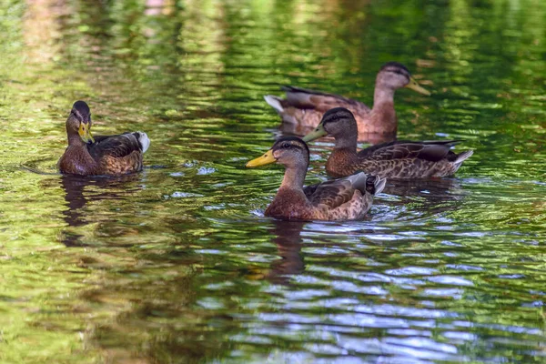 Enten Schwimmen Einem Teich Schatten — Stockfoto