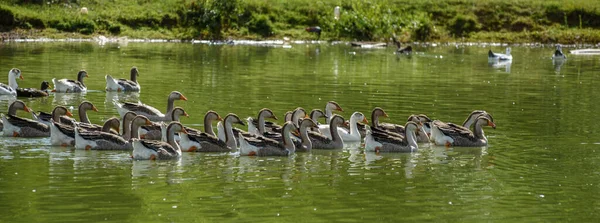 Blick Auf Entenfamilie Teich — Stockfoto