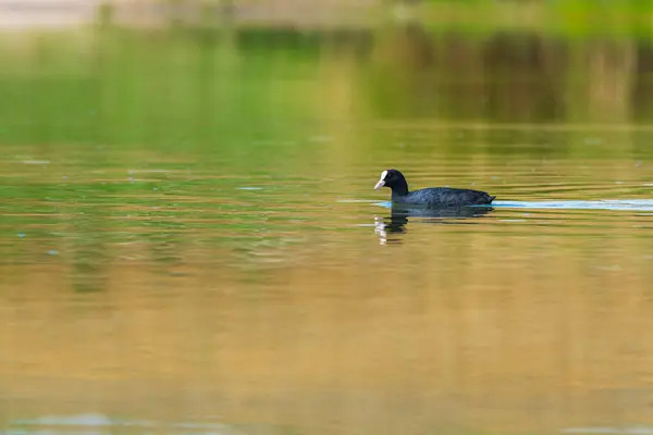 Canard Nage Dans Lac Photographié Distance — Photo