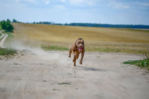 ピット テリアはすぐにほこりだらけの道を走る — ストック写真