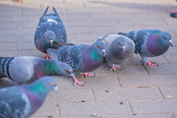 광장에 비둘기들 — 스톡 사진