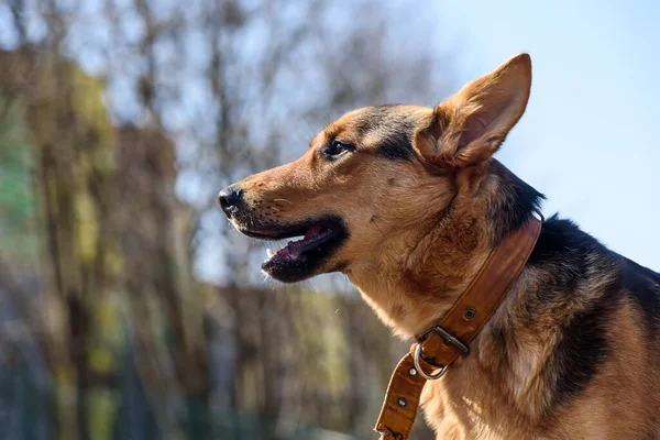 Chien Errant Dans Collier Déchiré — Photo